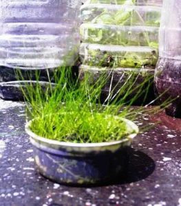 Cultivo emergido