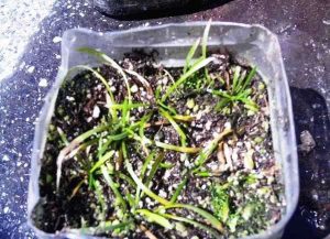 Cultivo emergido