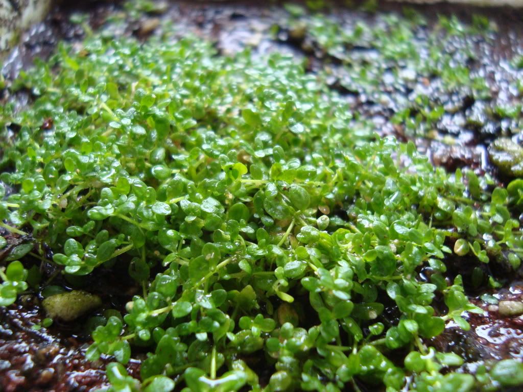 Cultivo emergido